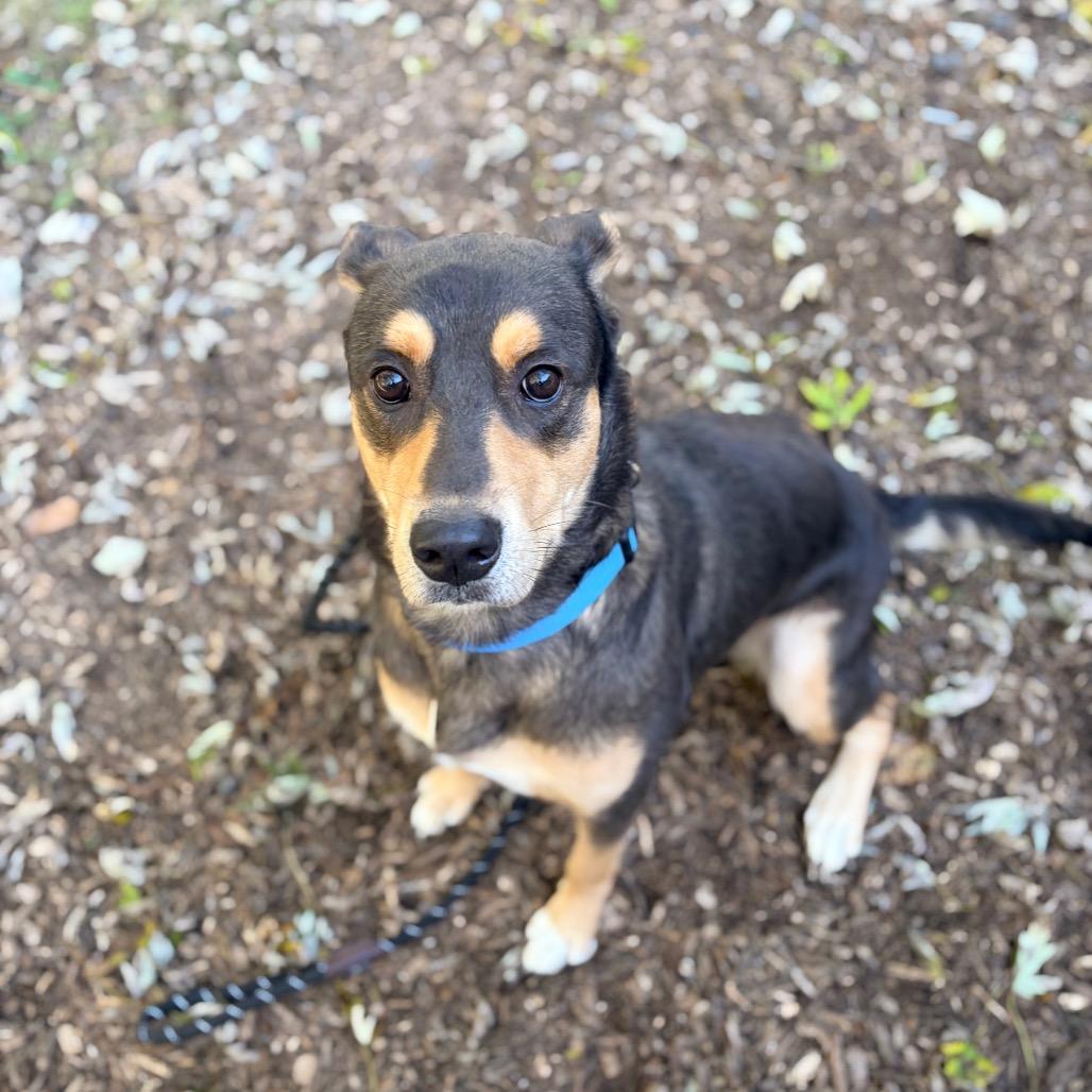 Enlarge Riley- Sponsored Adoption Fee, a Adoptable mixed breed in Belleville, IL image 1/5