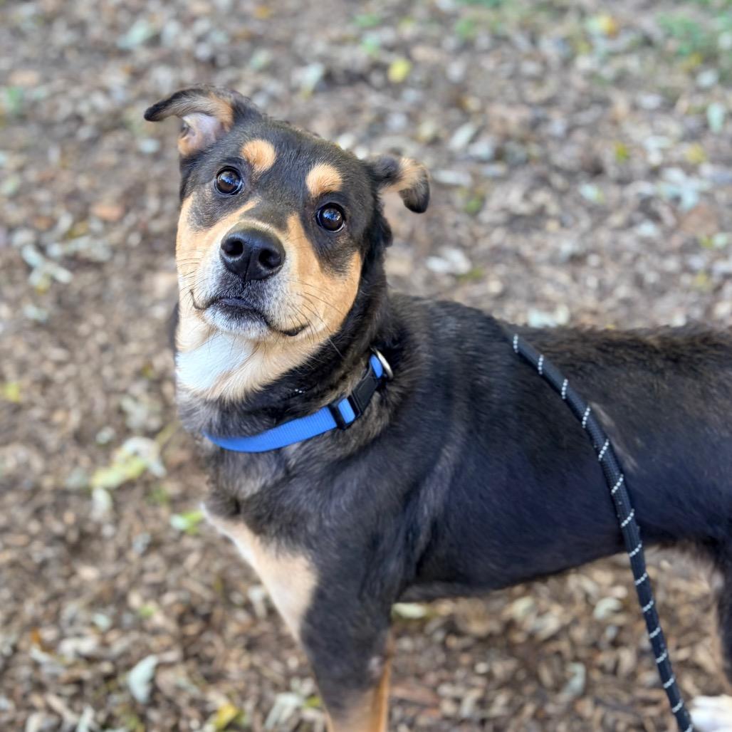 Enlarge Riley- Sponsored Adoption Fee, a Adoptable mixed breed in Belleville, IL image 2/5