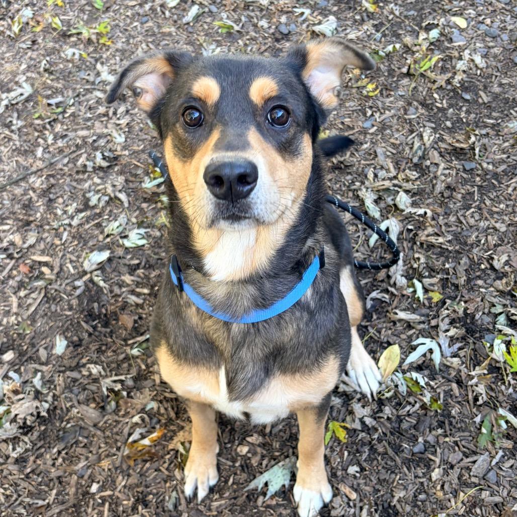 Enlarge Riley- Sponsored Adoption Fee, a Adoptable mixed breed in Belleville, IL image 3/5
