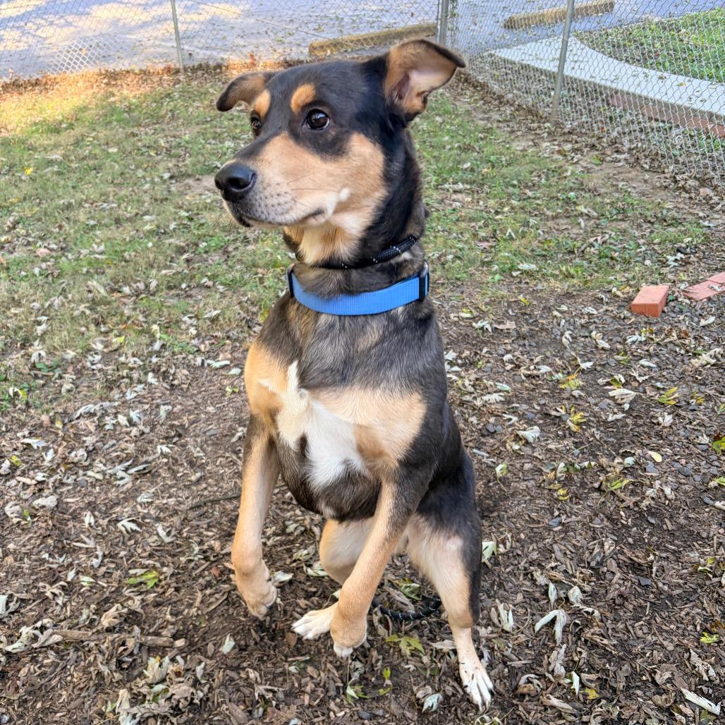 Enlarge Riley- Sponsored Adoption Fee, a Adoptable mixed breed in Belleville, IL image 4/5