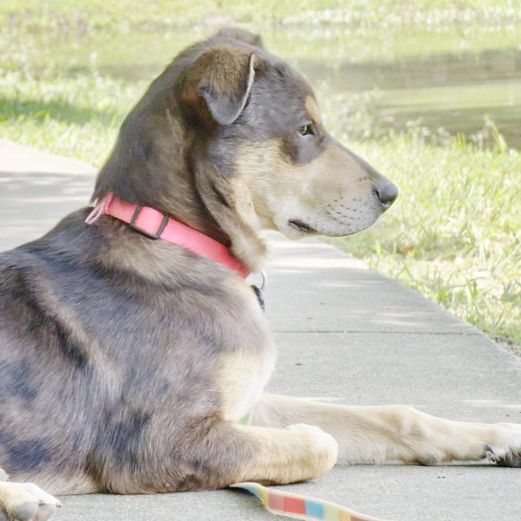 Enlarge Riley- Sponsored Adoption Fee, a Adoptable mixed breed in Belleville, IL image 5/5