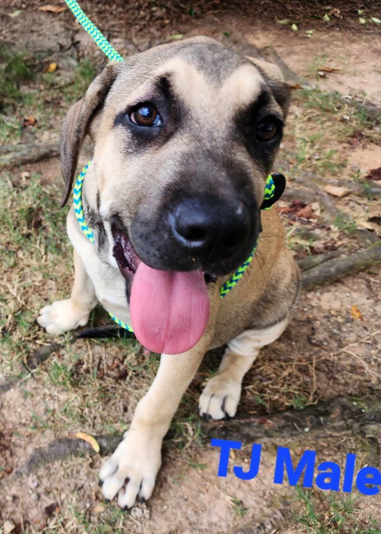 TJ, a Adopted mixed breed in Salem, AL image 1/2