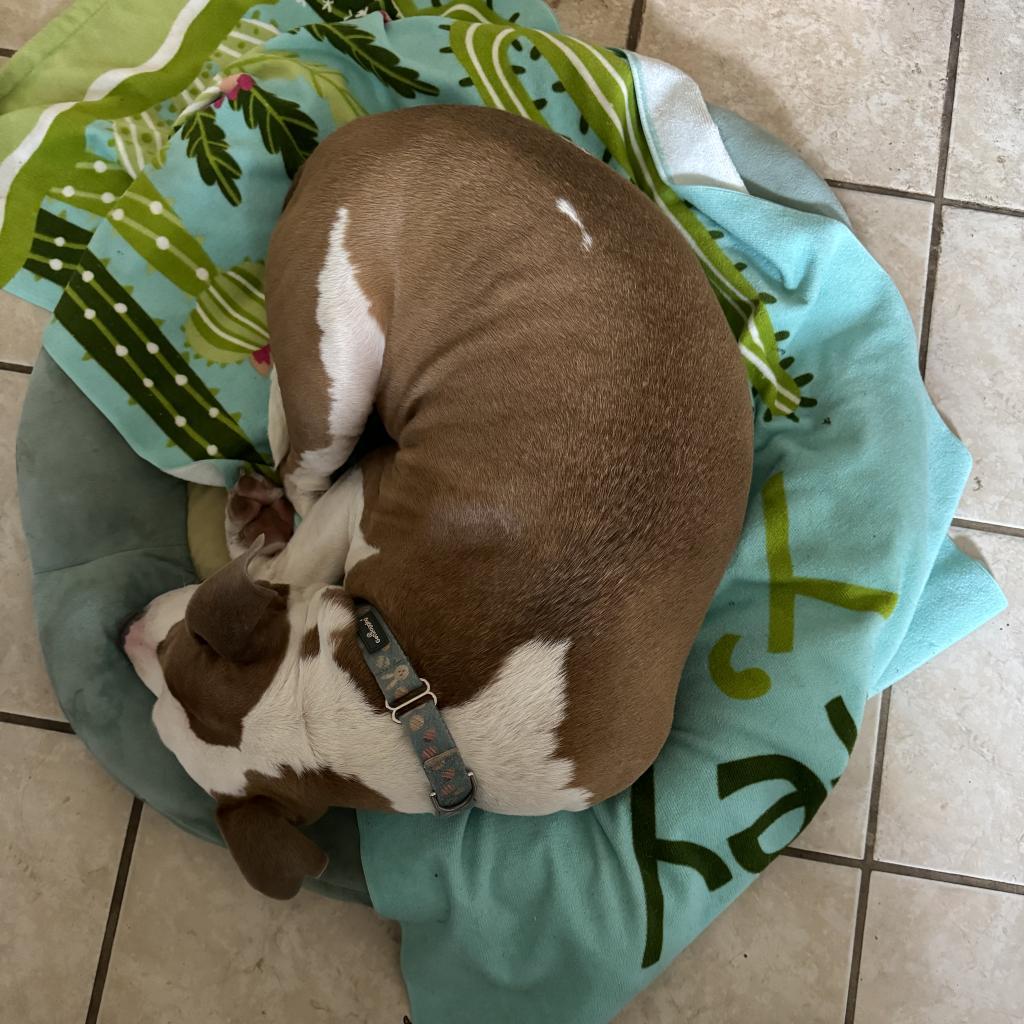 Alberto, Adoptable, Adult Male Pit Bull Terrier.