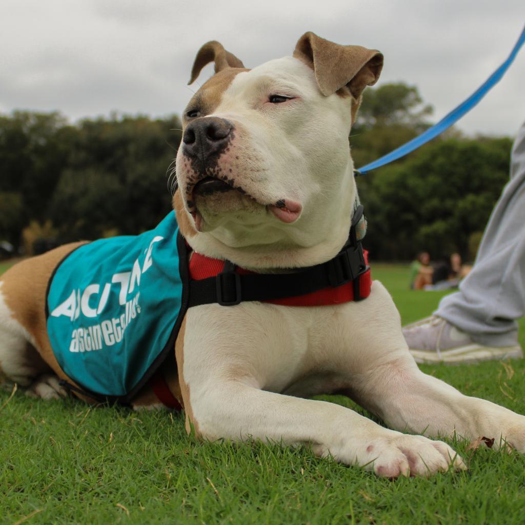 Enlarge Alberto, a Adoptable mixed breed in Austin, TX image 2/6