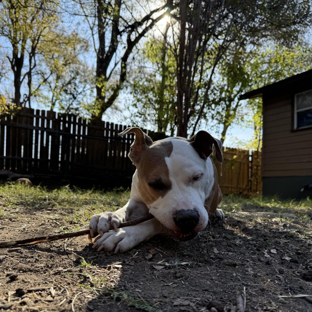 Enlarge Alberto, a Adoptable mixed breed in Austin, TX image 2/6