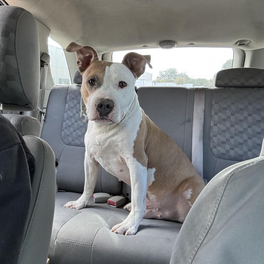 Enlarge Alberto, a Adoptable mixed breed in Austin, TX image 3/6