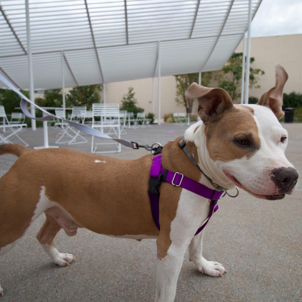 Enlarge Alberto, a Adoptable mixed breed in Austin, TX image 4/6
