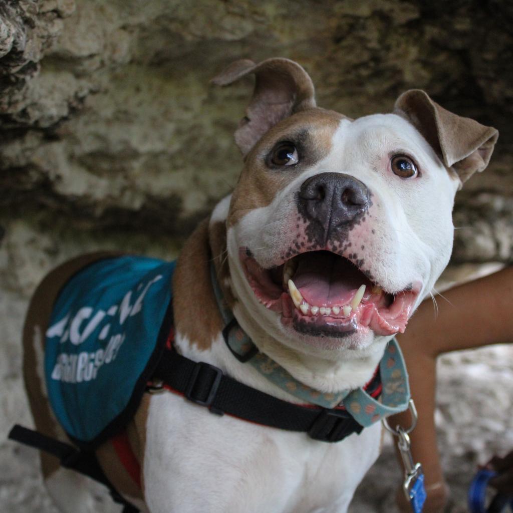 Enlarge Alberto, a Adoptable mixed breed in Austin, TX image 5/6