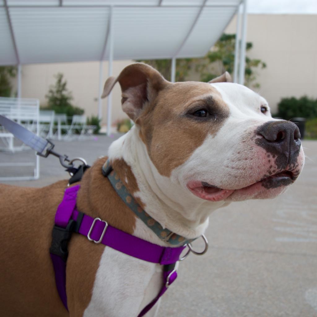 Enlarge Alberto, a Adoptable mixed breed in Austin, TX image 6/6