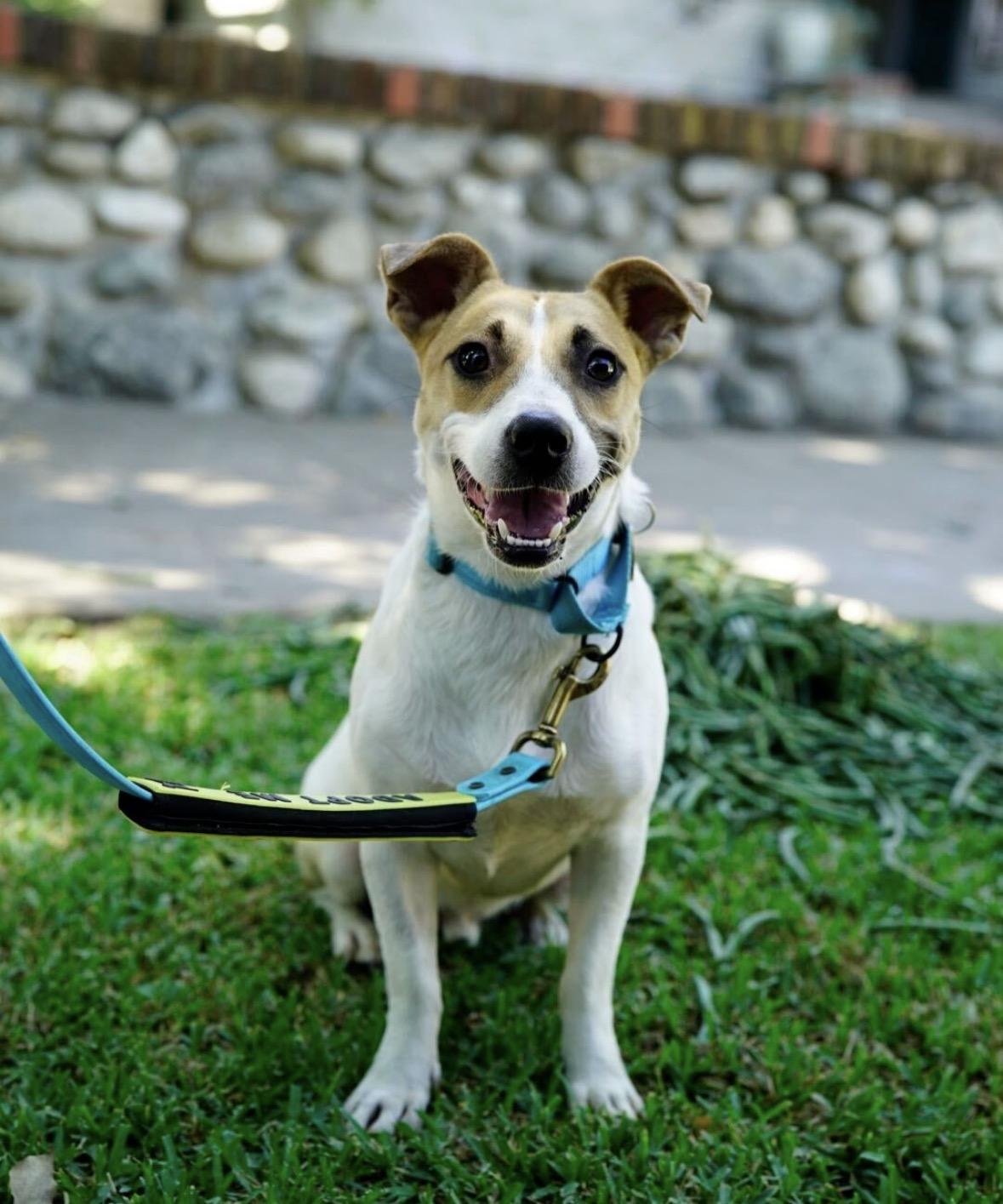 Flint, Adoptable, Young Male Labrador Retriever.