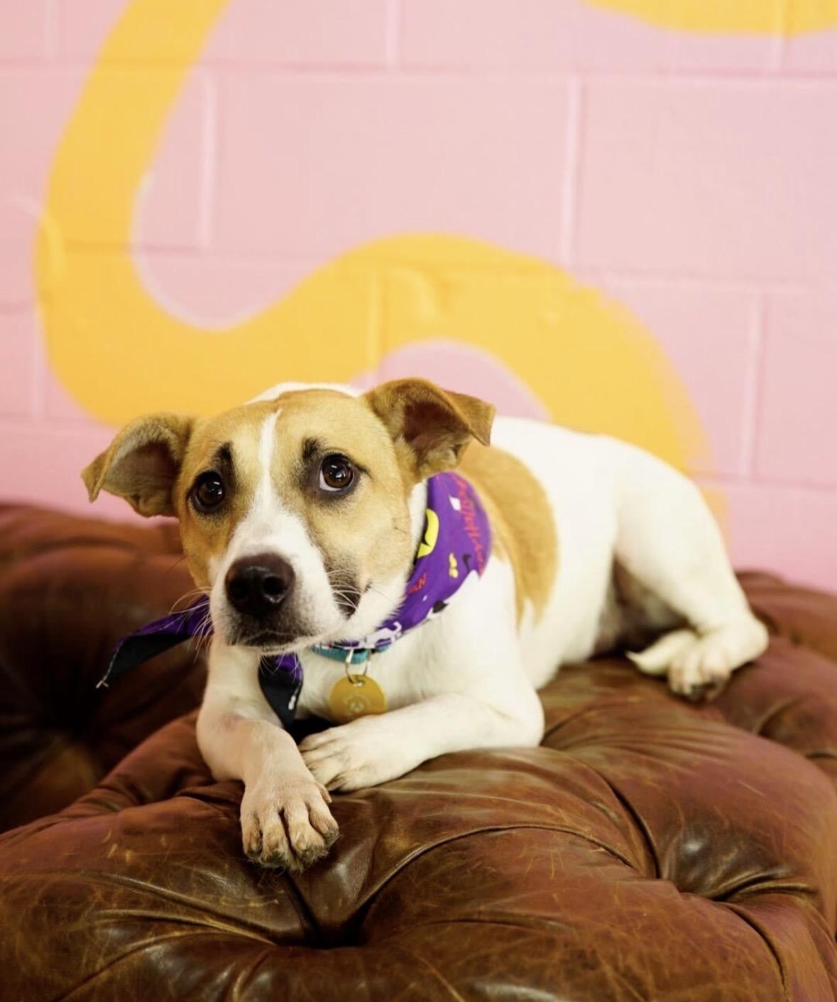 Enlarge Flint, a Adoptable mixed breed in Pasadena, CA image 5/5