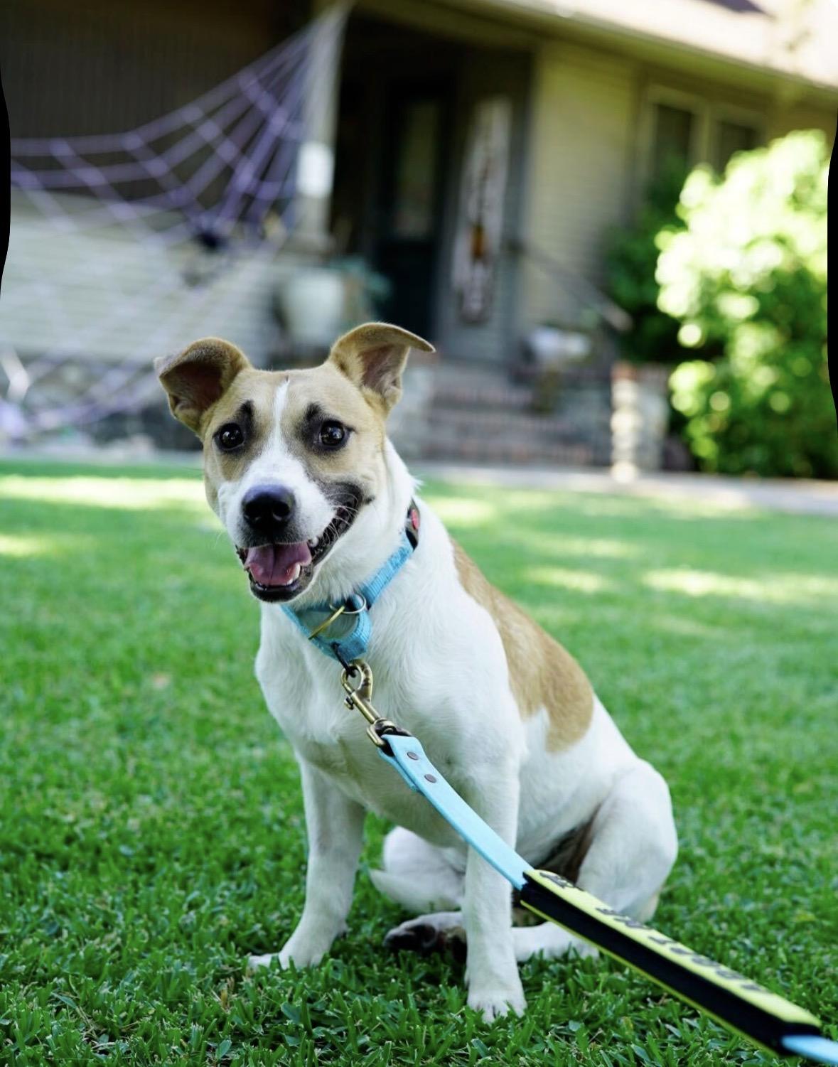 Enlarge Flint, a Adoptable mixed breed in Pasadena, CA image 3/5