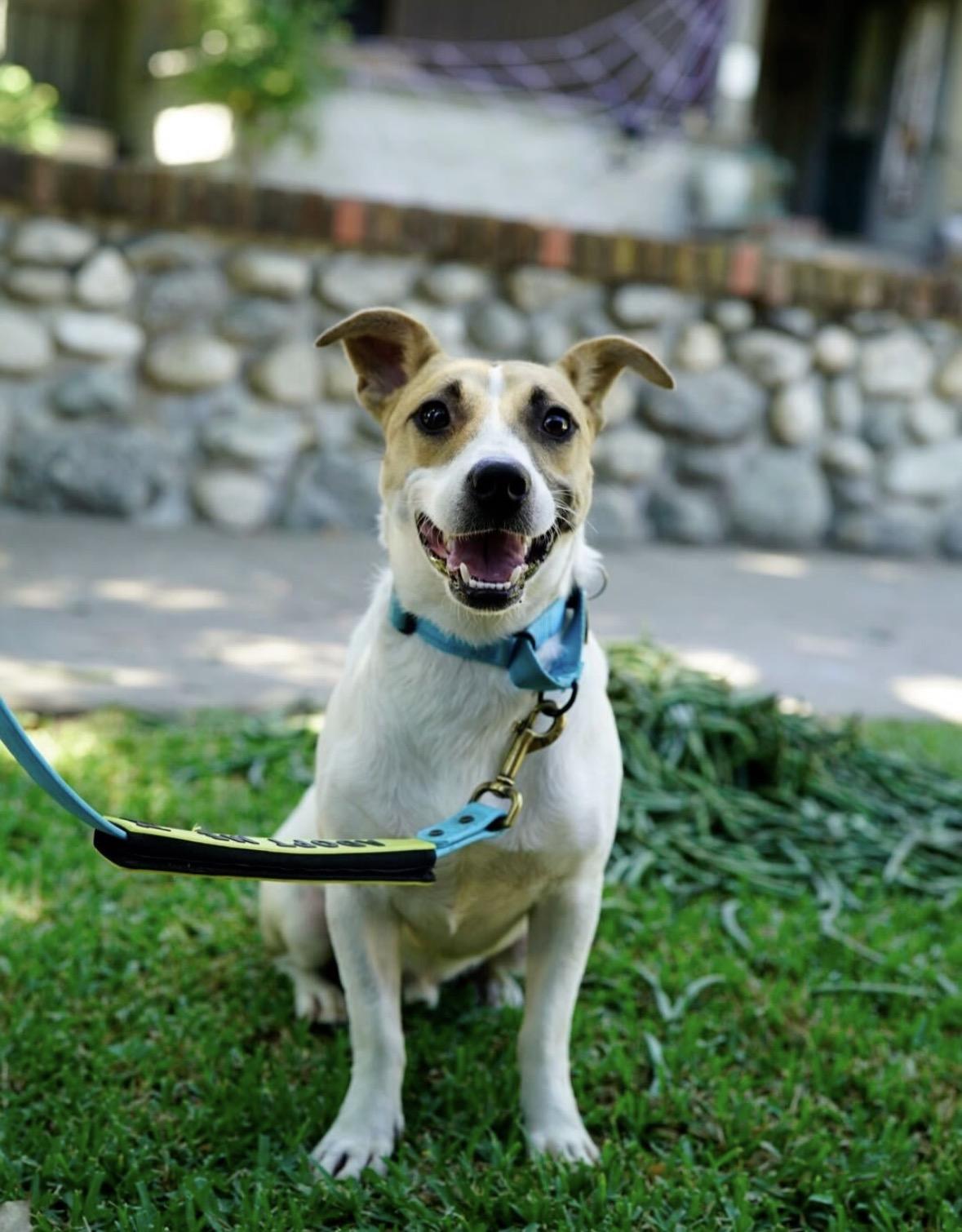 Enlarge Flint, a Adoptable mixed breed in Pasadena, CA image 4/5