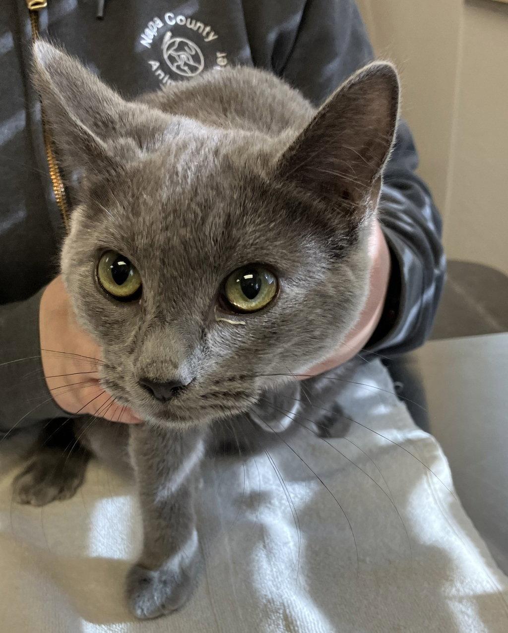 Grayson 51158, Adoptable, Young Male Domestic Short Hair.