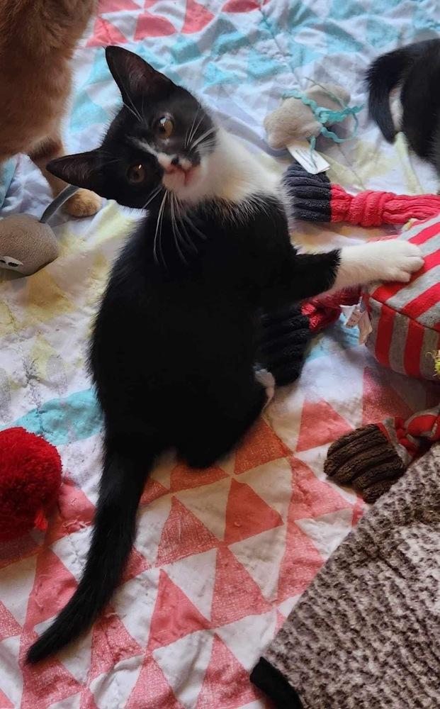 Lottie, Adoptable, Kitten Female Domestic Medium Hair.