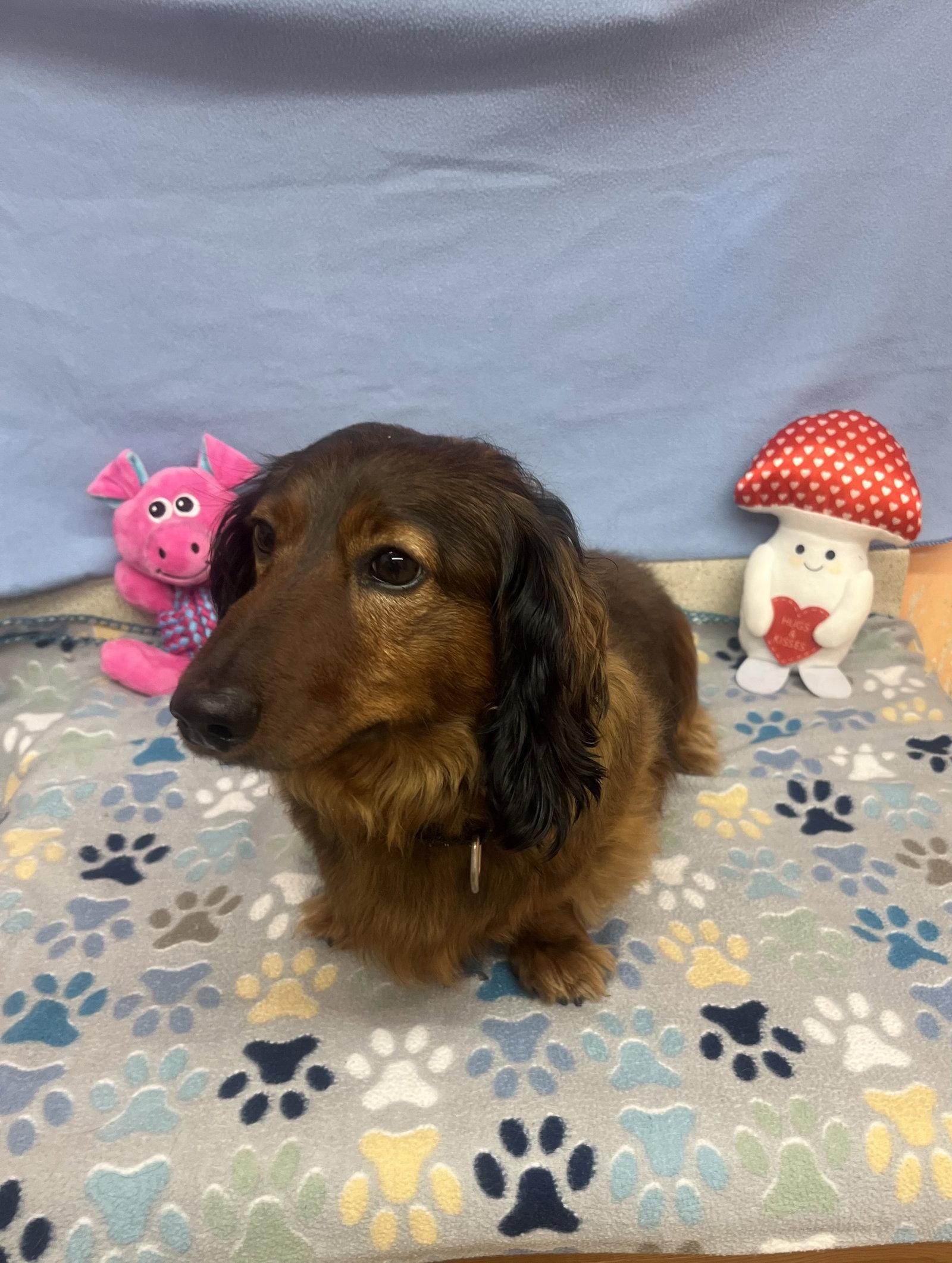 Enlarge Frank, a Adoptable Dachshund in York, SC image 1/3