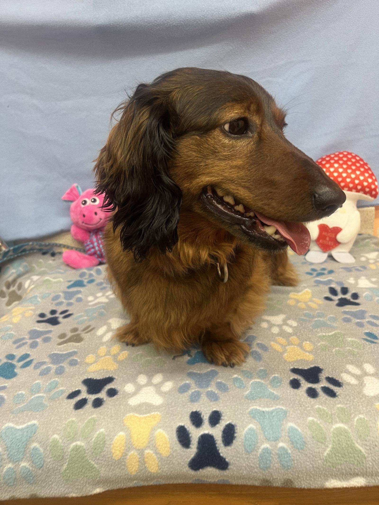 Enlarge Frank, a Adoptable Dachshund in York, SC image 2/3