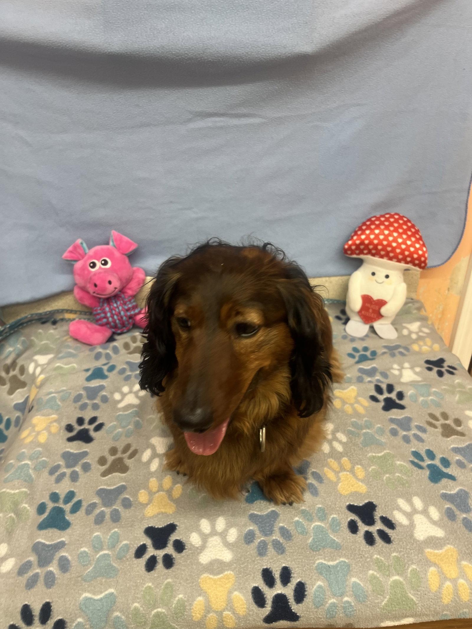 Enlarge Frank, a Adoptable Dachshund in York, SC image 3/3