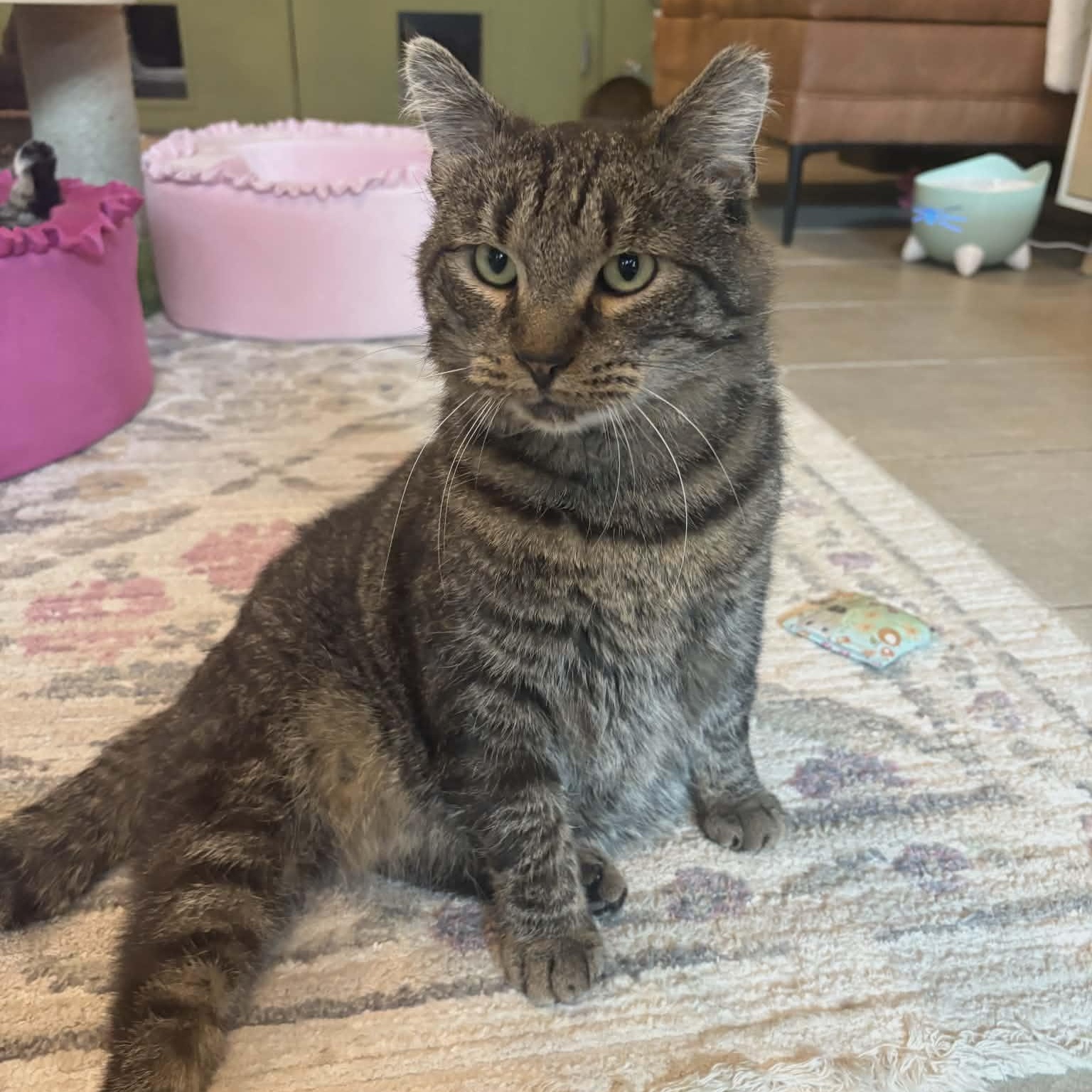 Enlarge Quincy (Gentle Giant), a ADOPTABLE Domestic Short Hair in Rochester, NY image 4/6