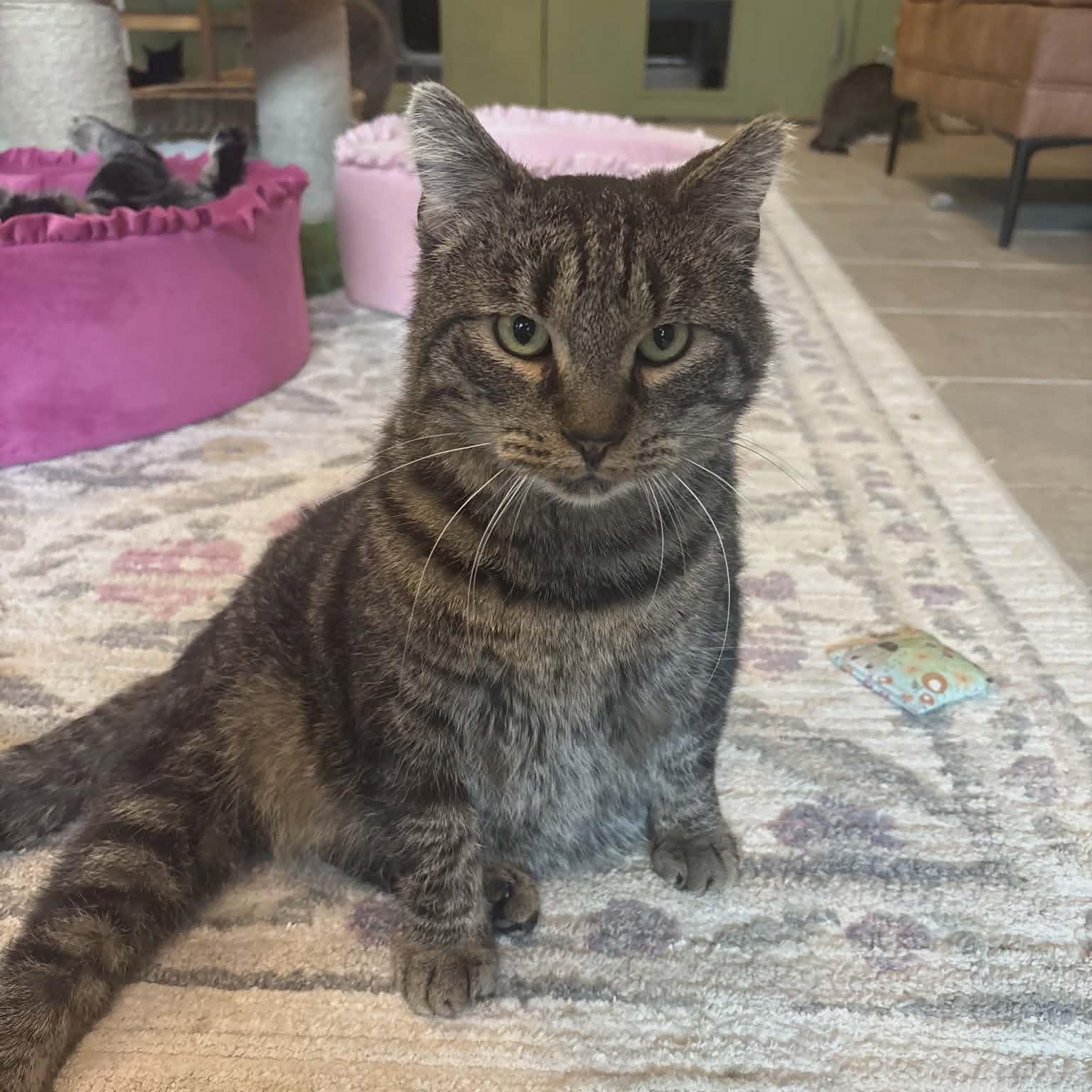 Enlarge Quincy (Gentle Giant), a ADOPTABLE Domestic Short Hair in Rochester, NY image 1/6