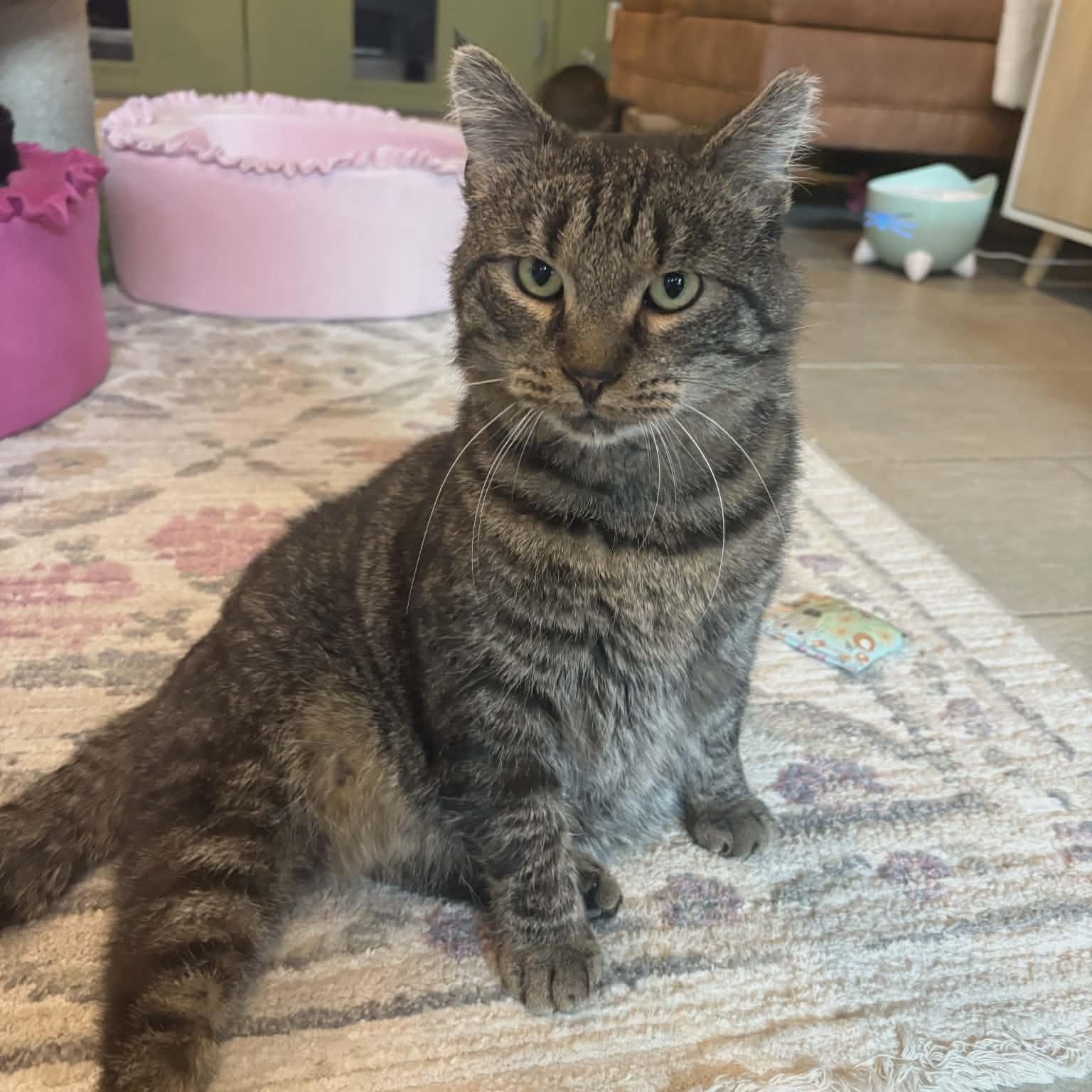 Enlarge Quincy (Gentle Giant), a ADOPTABLE Domestic Short Hair in Rochester, NY image 5/6