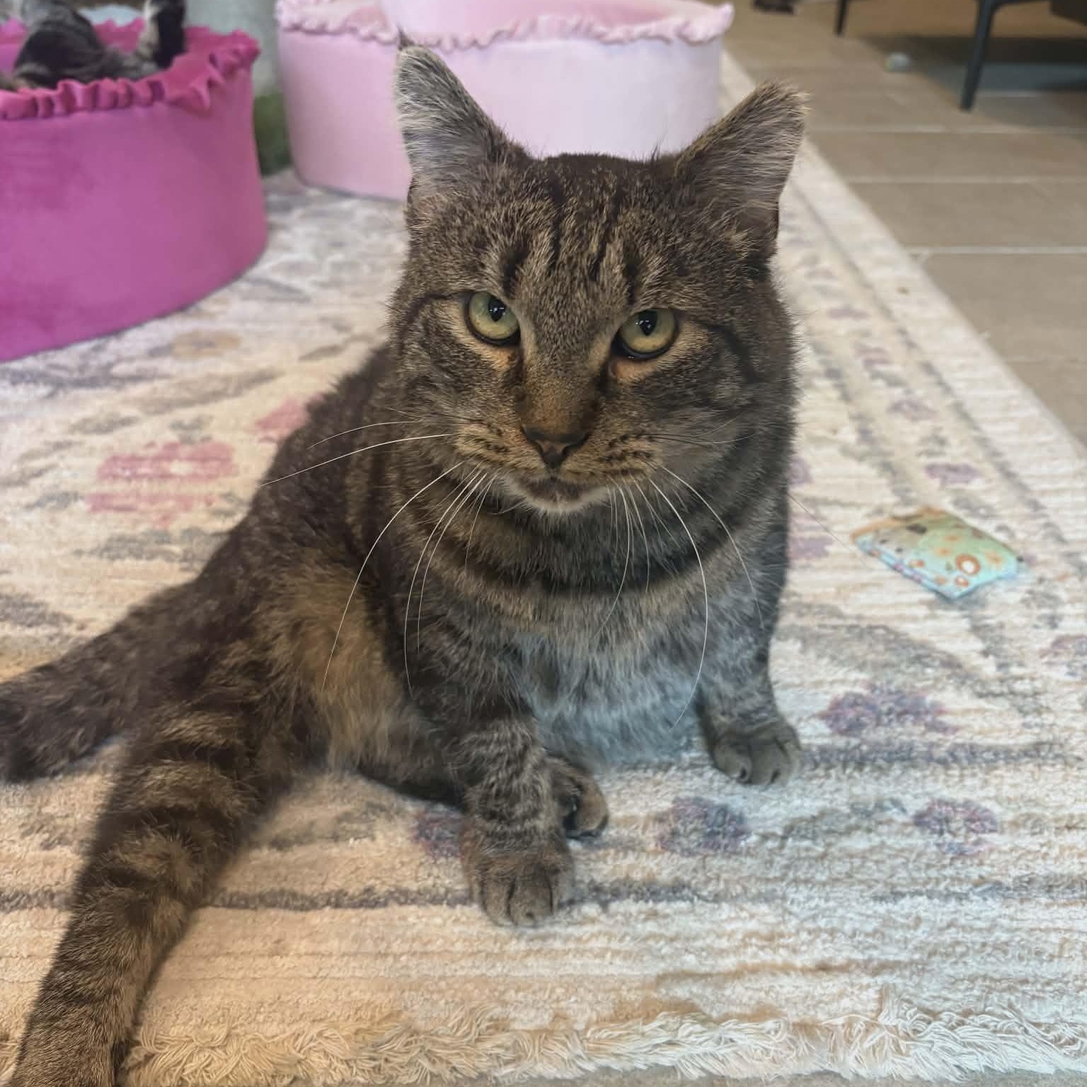 Enlarge Quincy (Gentle Giant), a ADOPTABLE Domestic Short Hair in Rochester, NY image 3/6