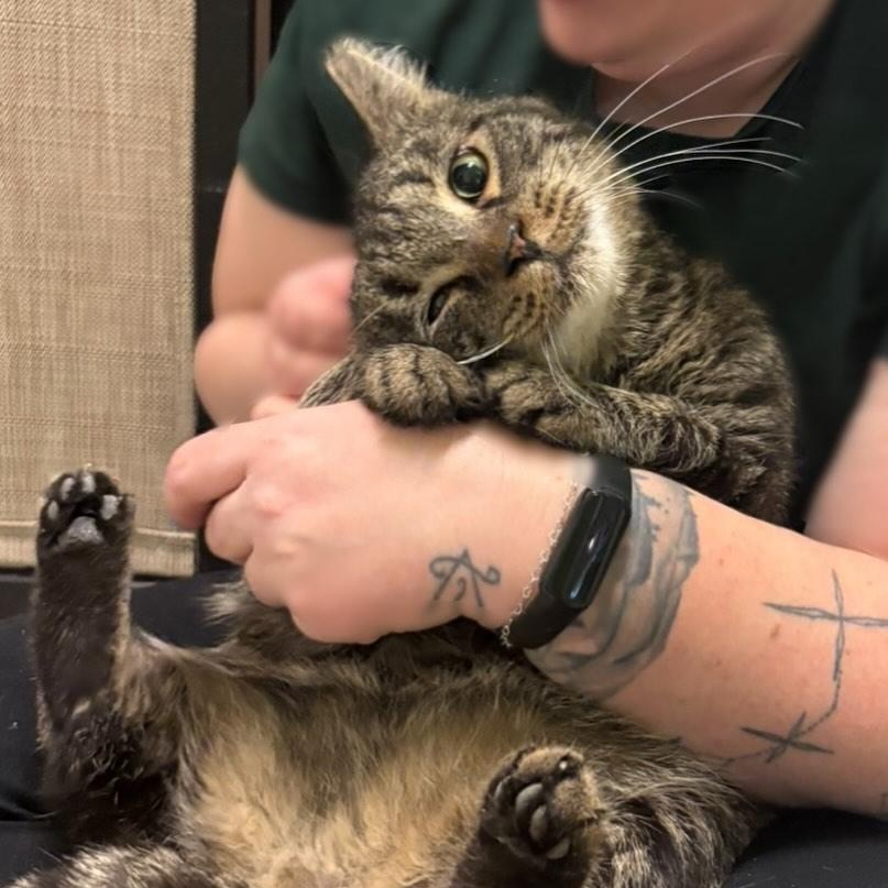 Quincy (Gentle Giant), ADOPTABLE, Young Male Domestic Short Hair.