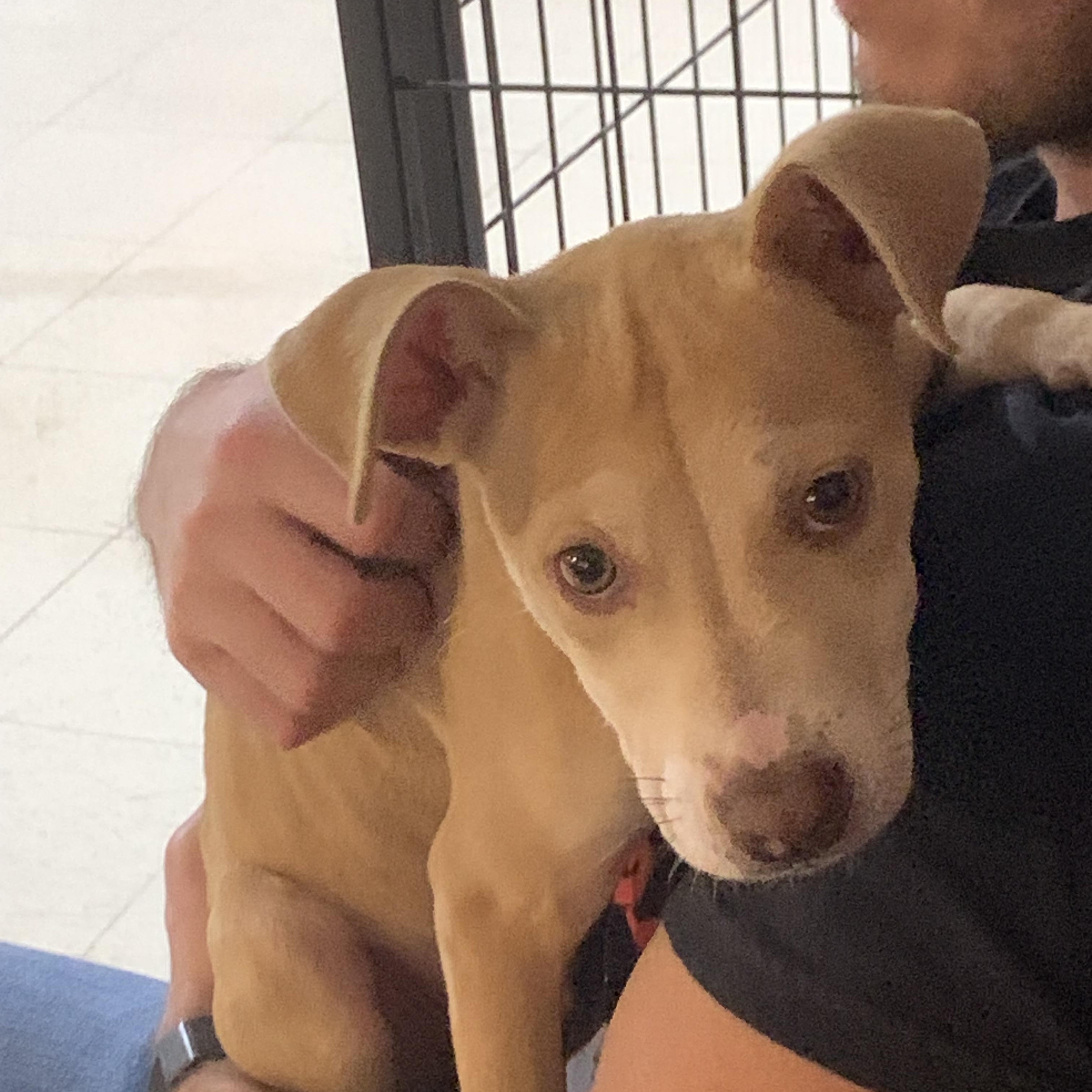 Enlarge Buddy, a ADOPTABLE mixed breed in Madison Heights, MI image 1/1