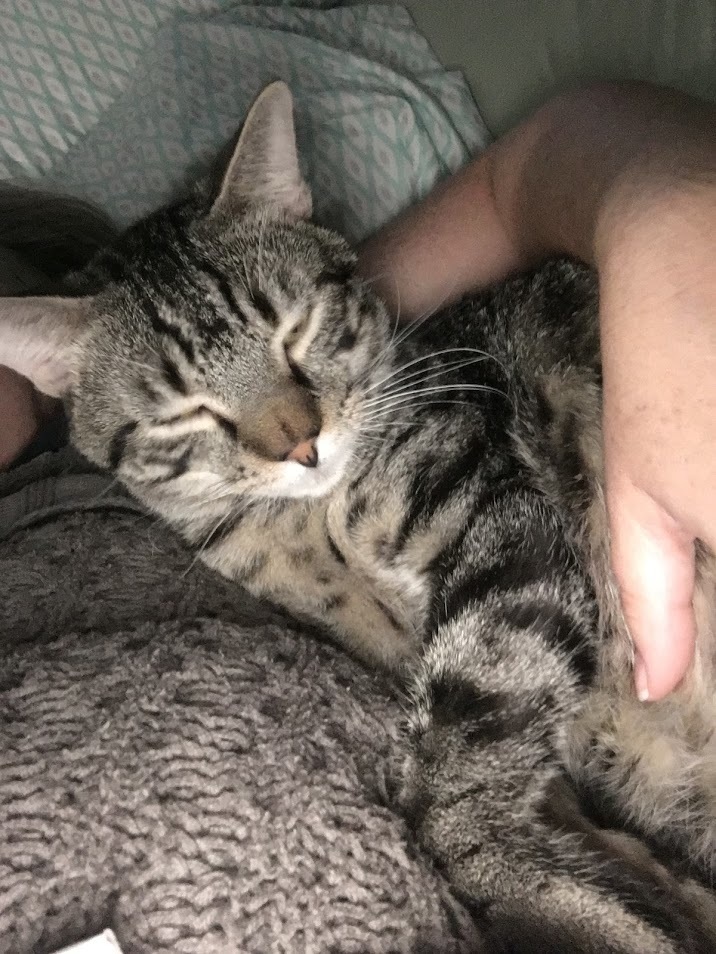 Drax & Socks, a Adoptable Domestic Short Hair in Parker, TX image 1/8