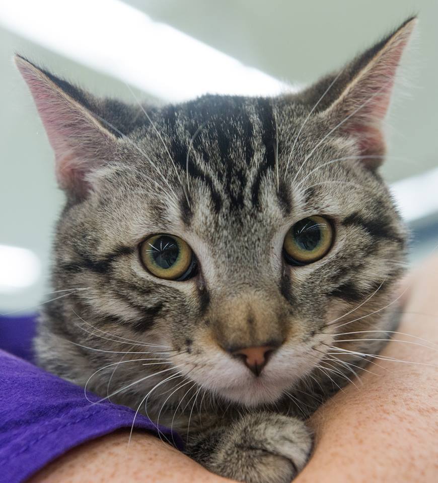 Drax & Socks, a Adoptable Domestic Short Hair in Parker, TX image 2/8