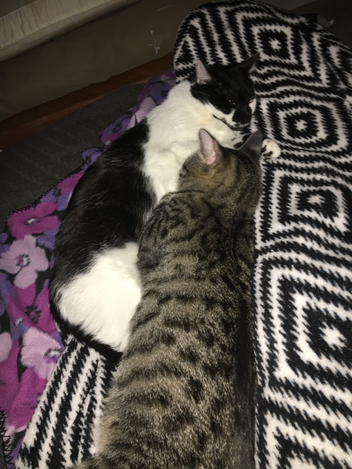 Drax & Socks, a Adoptable Domestic Short Hair in Parker, TX image 3/8