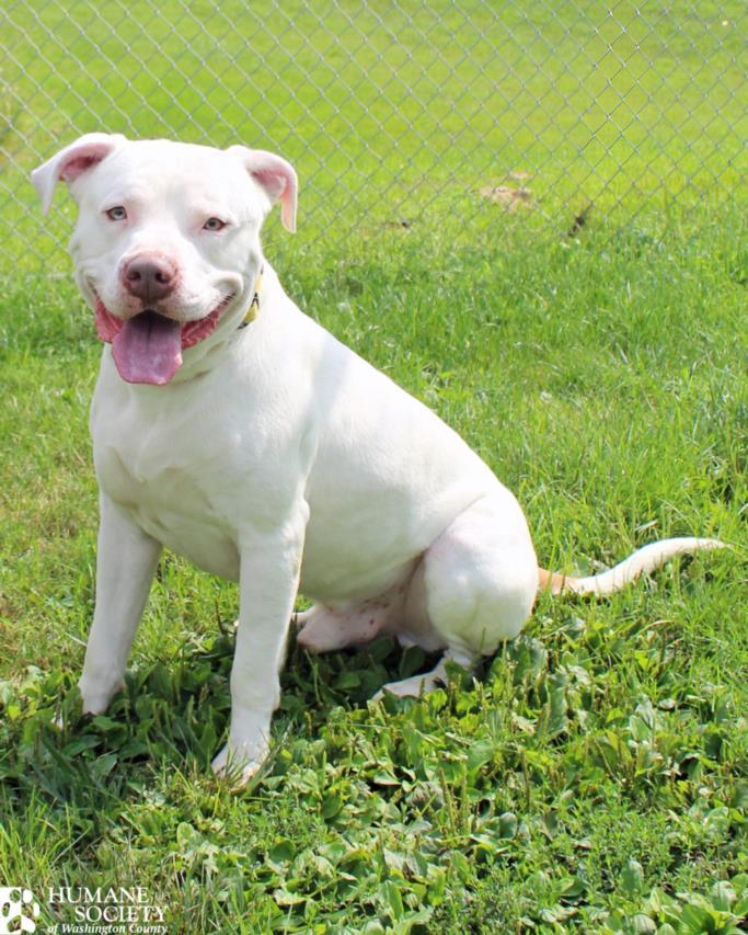 FEEZ, Adoptable, Adult Male Pit Bull Terrier.