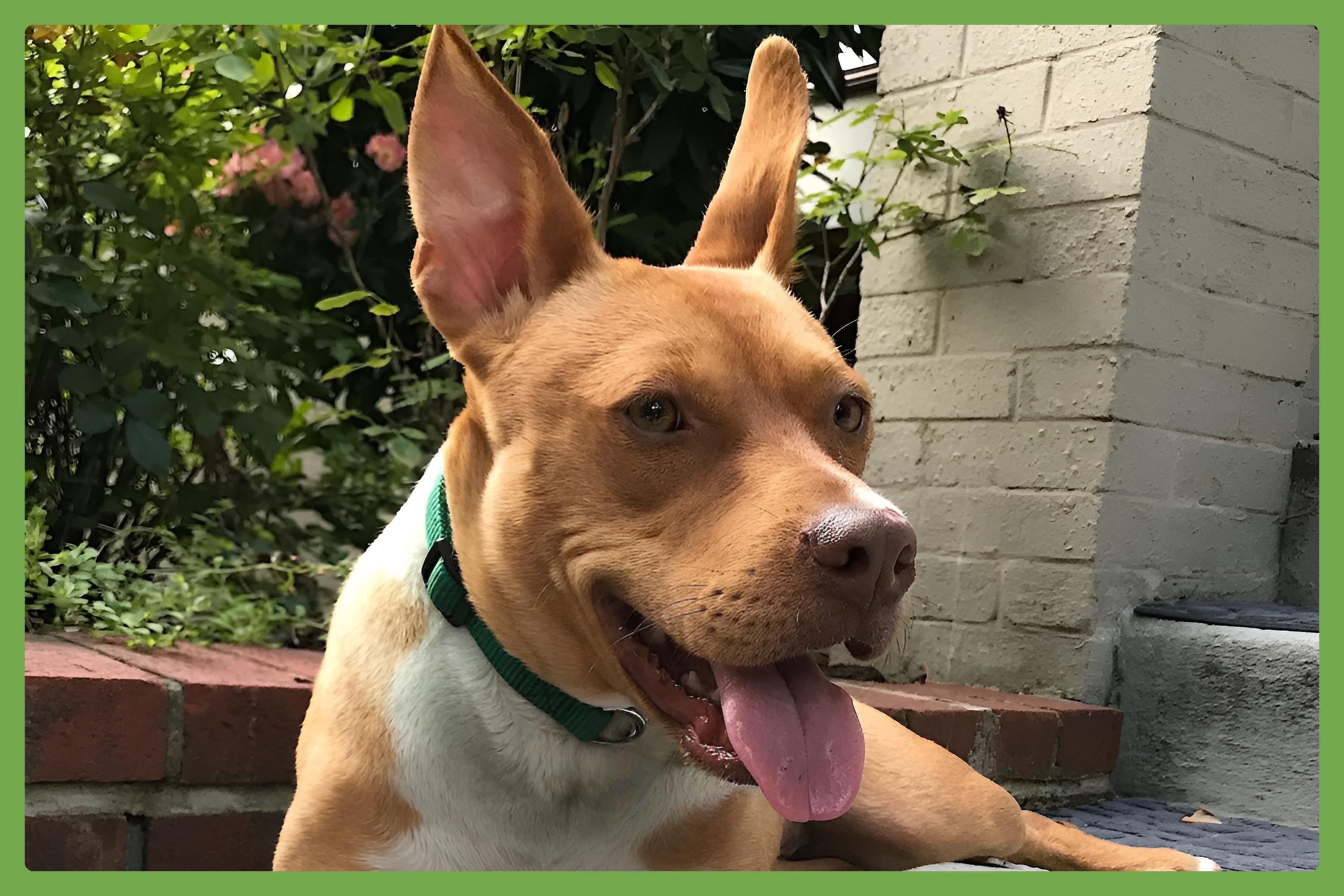 Jasmine — thumbnail 3