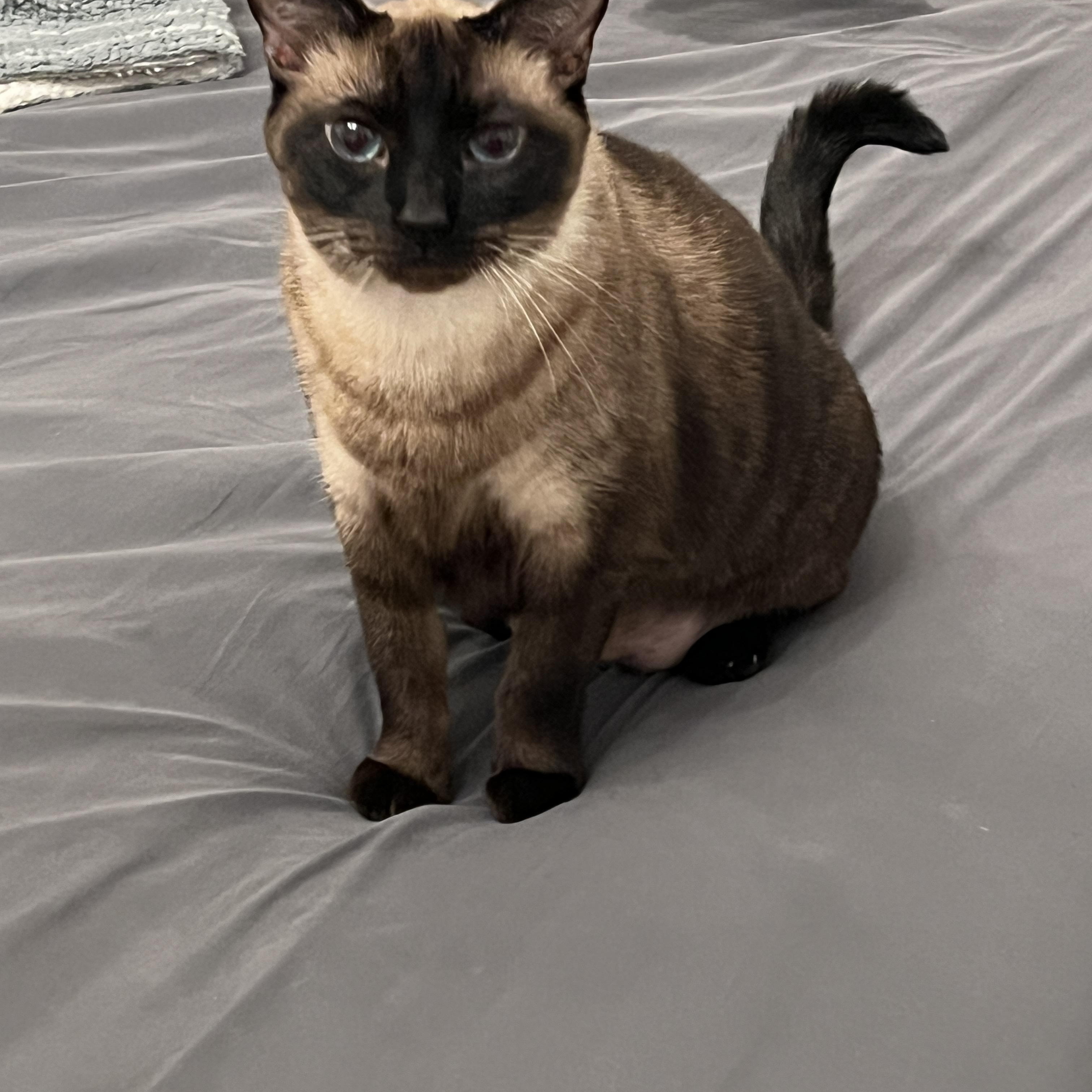 Simone G., Adoptable, Senior Female Siamese.
