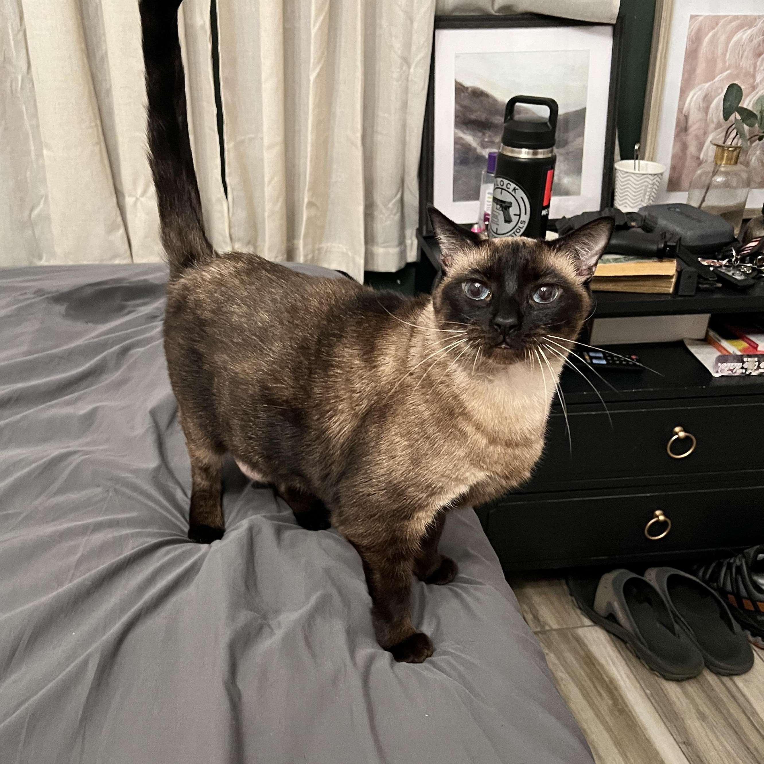 Enlarge Simone G., a Adoptable Siamese in Sacramento, CA image 2/2