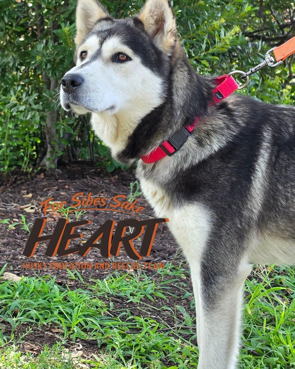 Enlarge Jetta, a Adoptable mixed breed in Millersville, MD image 1/3