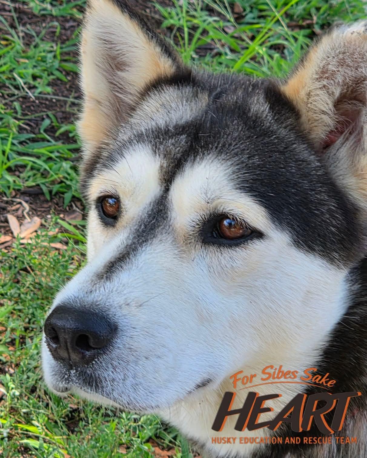 Enlarge Jetta, a Adoptable mixed breed in Millersville, MD image 2/3