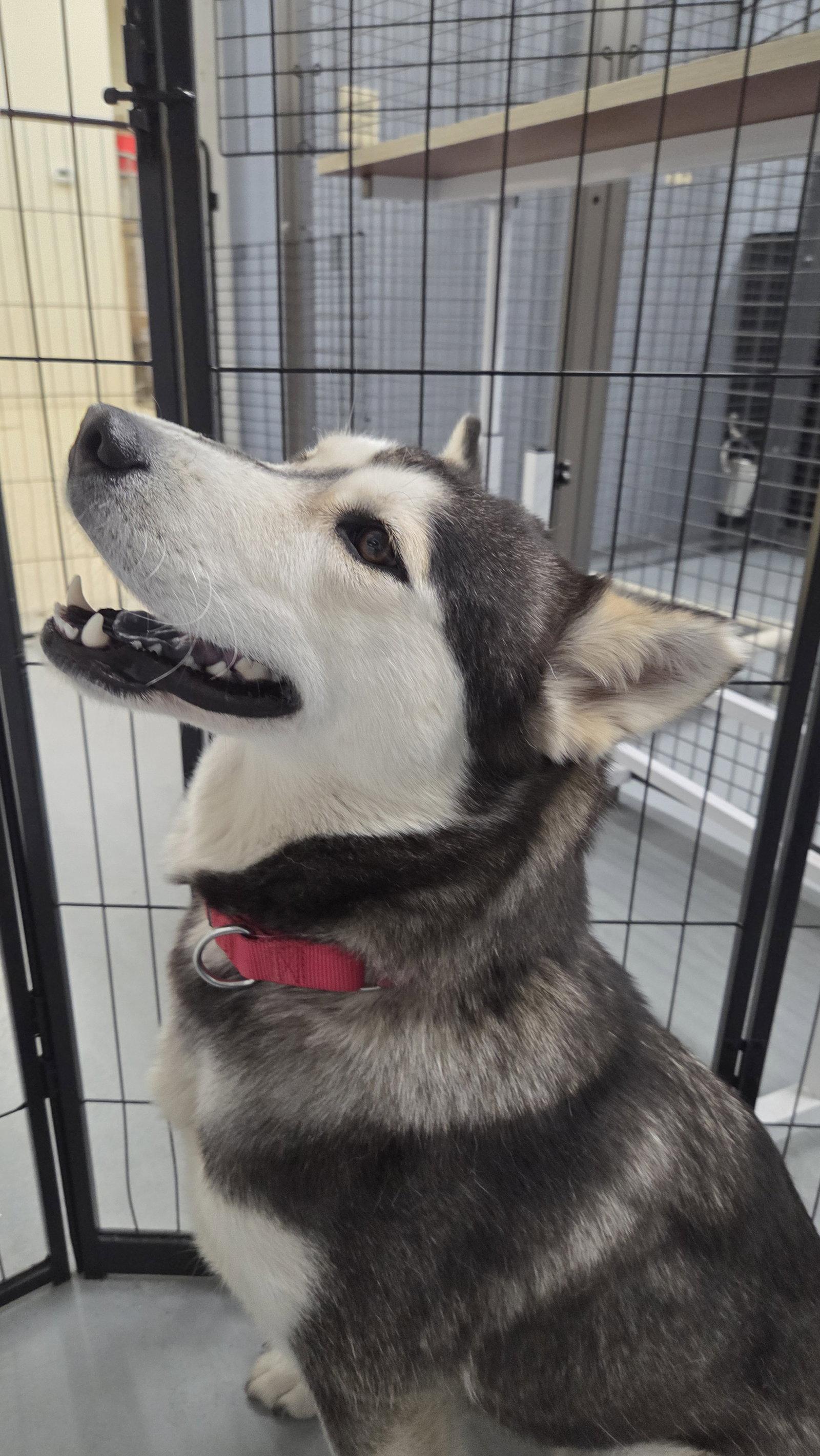 Enlarge Jetta, a Adoptable mixed breed in Millersville, MD image 3/3