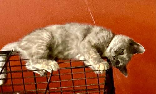 Allie  Willow Grove thumbnail 2