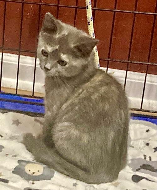 Allie  Willow Grove thumbnail 3