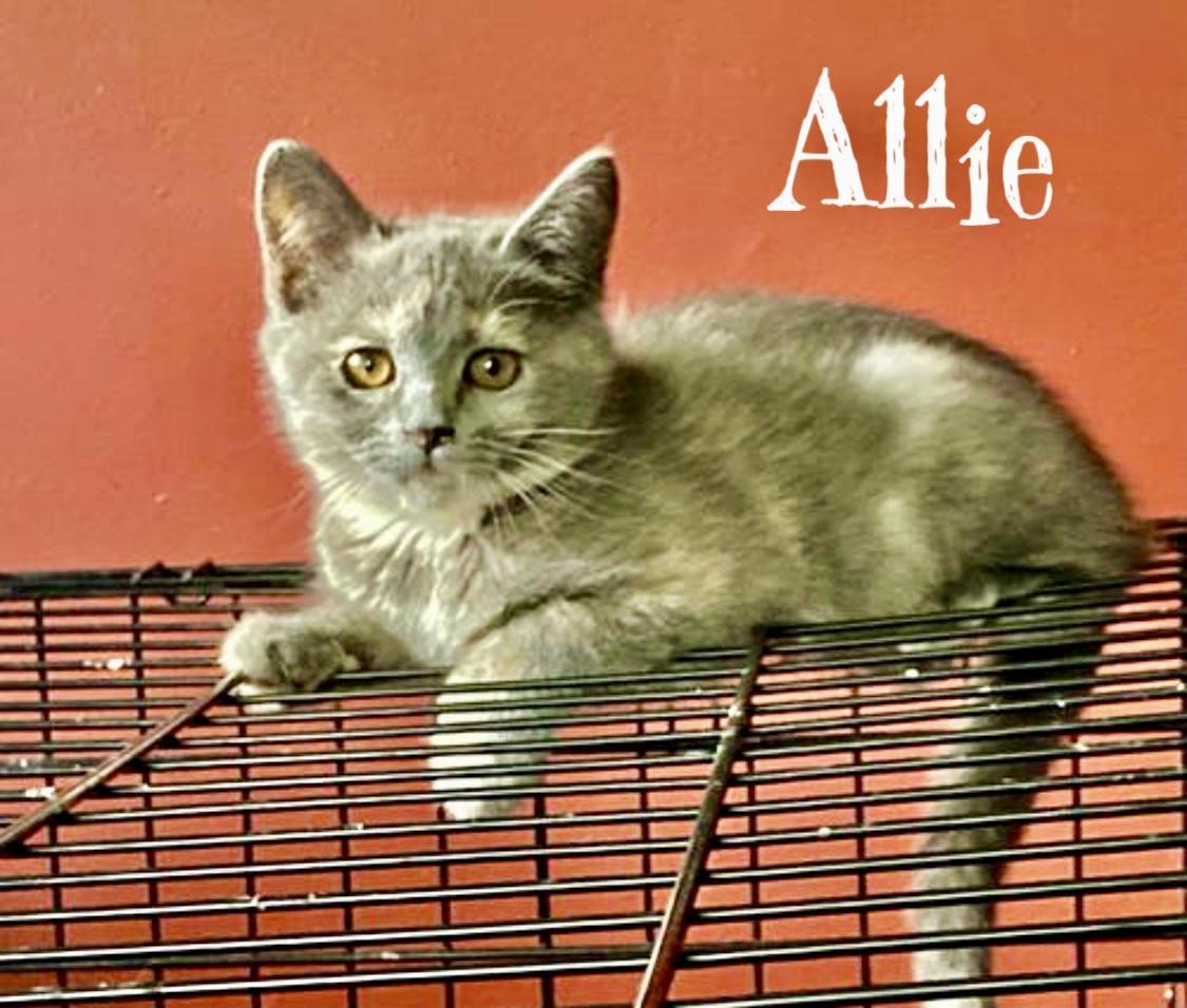 Allie Willow Grove photo 1