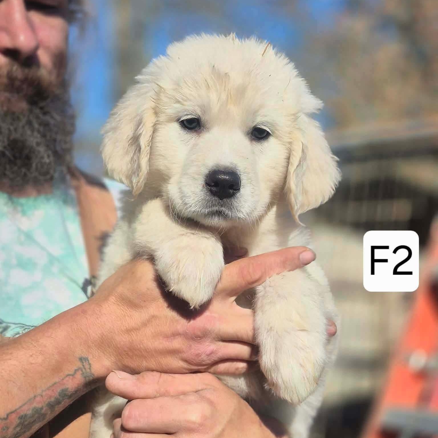 Artic, Adoptable, Puppy Female Great Pyrenees & Golden Retriever.