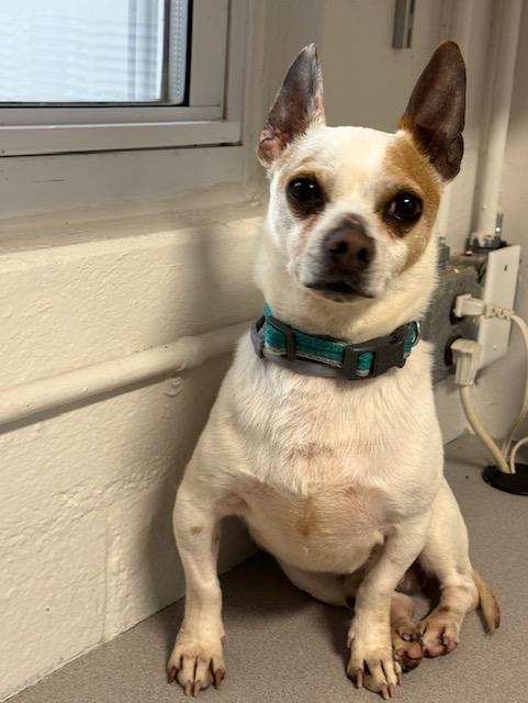 Enlarge TACO, a ADOPTABLE Chihuahua in Clayville, RI image 4/5