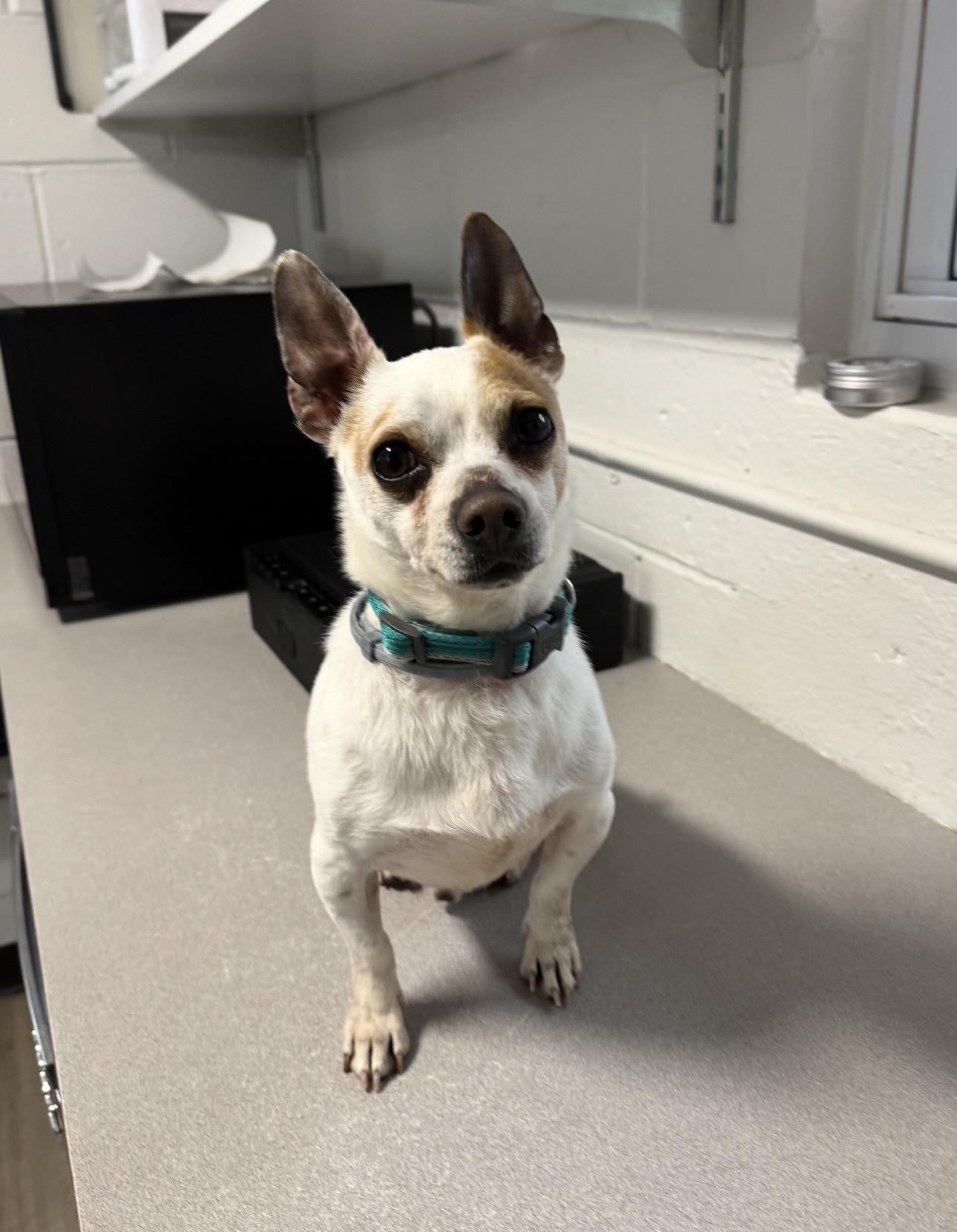 TACO, ADOPTABLE, Adult Male Chihuahua.