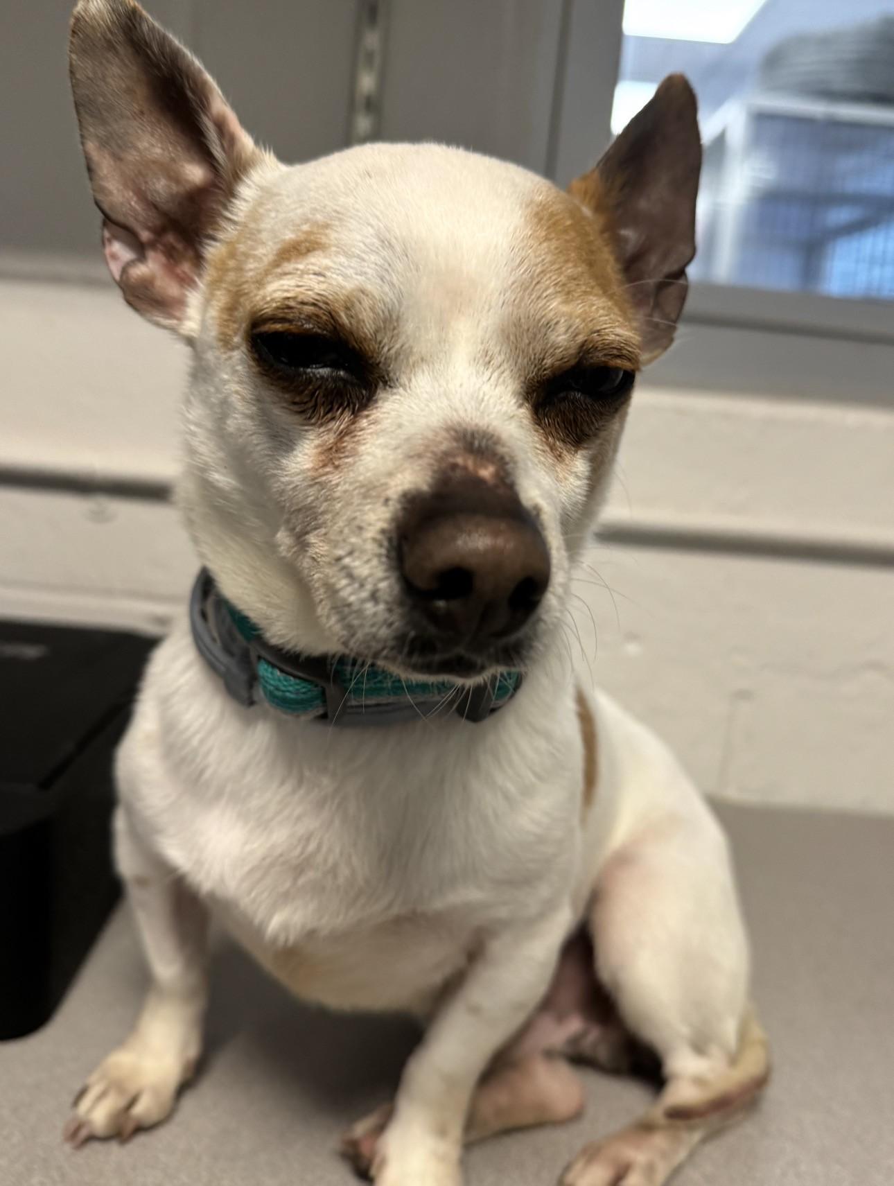 Enlarge TACO, a ADOPTABLE Chihuahua in Clayville, RI image 3/5