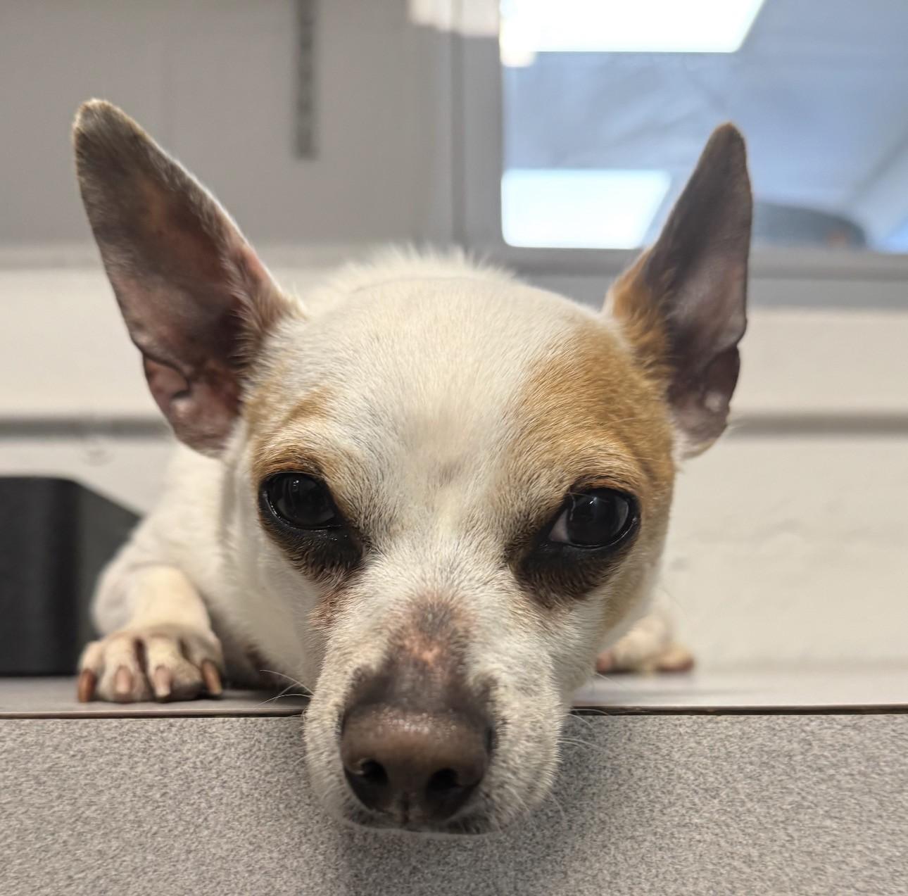 Enlarge TACO, a ADOPTABLE Chihuahua in Clayville, RI image 2/5