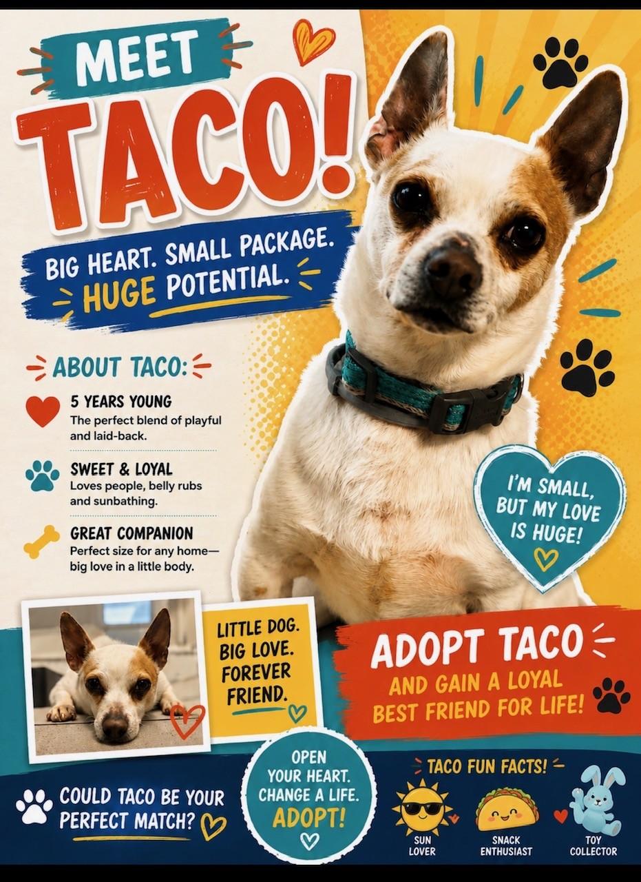 TACO, ADOPTABLE, Adult Male Chihuahua.