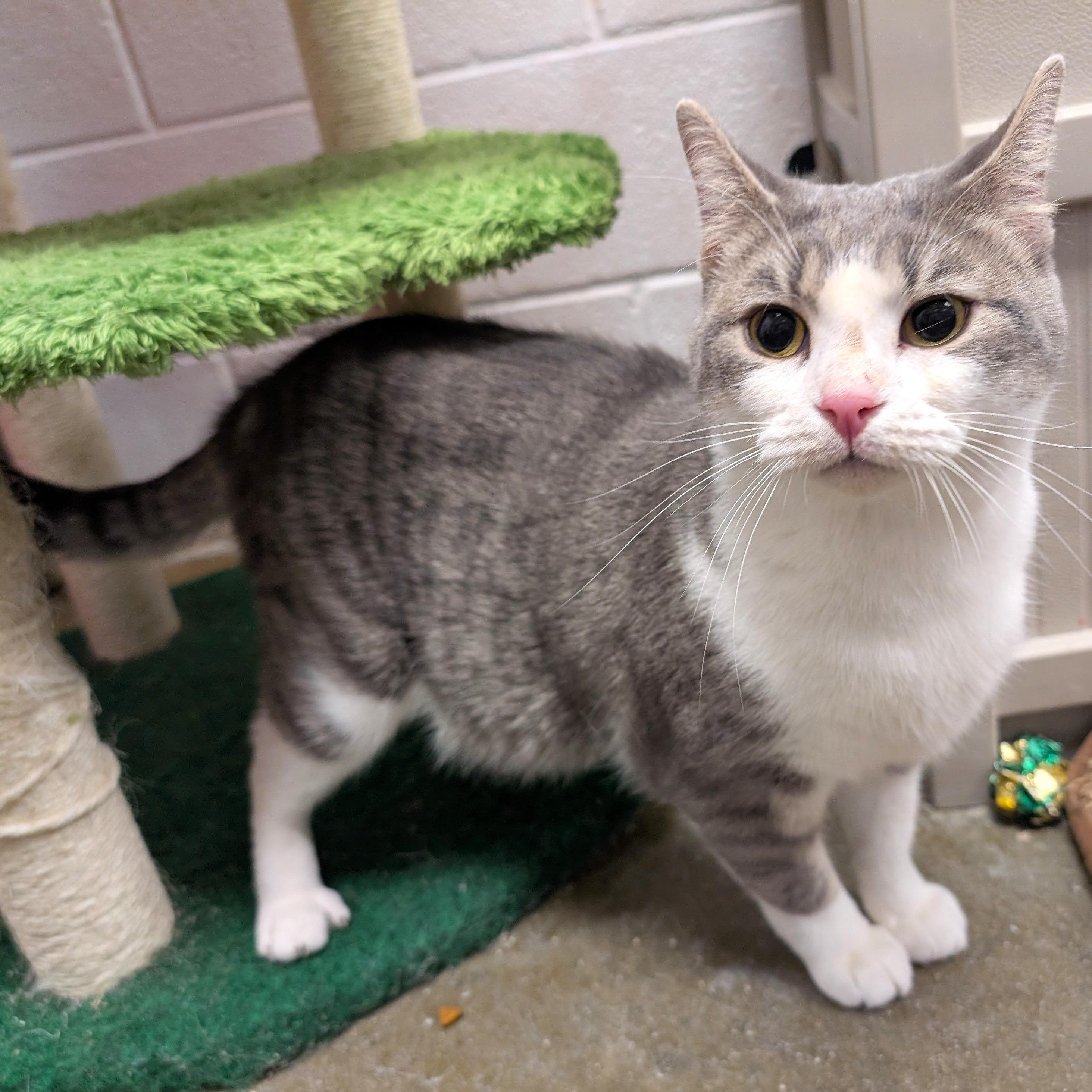 Nokaya, ADOPTABLE, Kitten Female Domestic Short Hair.