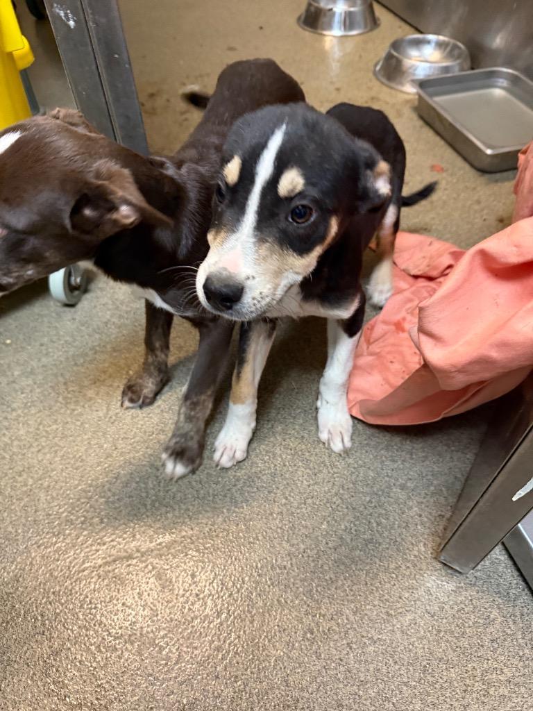 Enlarge Cryptkeeper, a Adoptable mixed breed in Rome, GA image 1/1