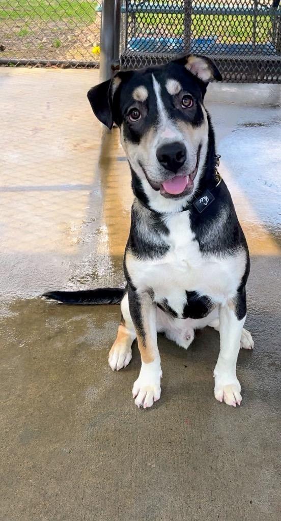 Cryptkeeper, Adoptable, Young Male Mixed Breed.